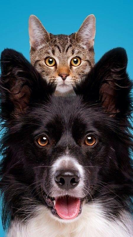 pets