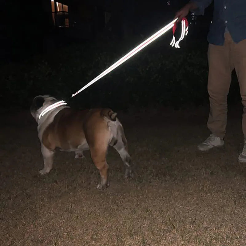 Coleira para cães e gatos, coleira com guia